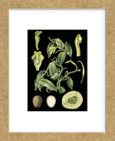 German Educational Plate: Vanilla plantifolia Andrews (Framed) -  Vintage Reproduction - McGaw Graphics