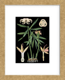 German Educational Plate: Zingiber officinale Roscoe (Framed) -  Vintage Reproduction - McGaw Graphics