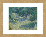 Olive Orchard, 1889 (Framed) -  Vincent van Gogh - McGaw Graphics