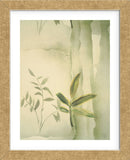 Vizcaya Ferns II  (Framed) -  Muriel Verger - McGaw Graphics