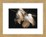 Dew Drops (Framed) -  David Lorenz Winston - McGaw Graphics