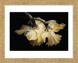 Sunning Daffodils (Framed) -  David Lorenz Winston - McGaw Graphics