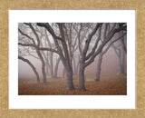 Pilot Road Trees (Framed) -  David Lorenz Winston - McGaw Graphics