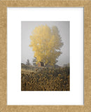 Yellow Tree & Teasel (Framed) -  David Lorenz Winston - McGaw Graphics