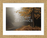 Yellow Leaves in Fog (Framed) -  David Lorenz Winston - McGaw Graphics