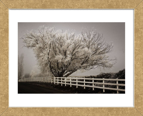 Frosted Tree & Fence (Framed) -  David Lorenz Winston - McGaw Graphics