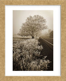 Frosted Oak & Road (Framed) -  David Lorenz Winston - McGaw Graphics