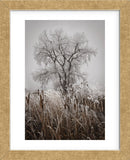 Cattails Teasel and Tree (Framed) -  David Lorenz Winston - McGaw Graphics