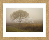 Tree in Field (Framed) -  David Lorenz Winston - McGaw Graphics