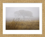 Tree in Fog (Framed) -  David Lorenz Winston - McGaw Graphics