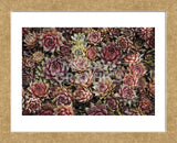 Succulents (Framed) -  David Lorenz Winston - McGaw Graphics