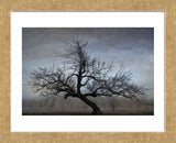 Farm House Tree (Framed) -  David Lorenz Winston - McGaw Graphics