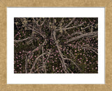 Table Rock Ground Cover (Framed) -  David Lorenz Winston - McGaw Graphics