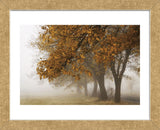 Fog in Fall (Framed) -  David Lorenz Winston - McGaw Graphics