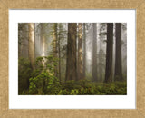 Morning Light (Framed) -  David Lorenz Winston - McGaw Graphics