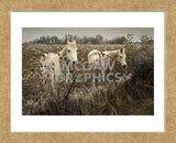 White Horses (Framed) -  David Lorenz Winston - McGaw Graphics