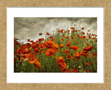 Bobbi’s Poppies (Framed) -  David Lorenz Winston - McGaw Graphics