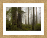 Del Norte Woods II (Framed) -  David Lorenz Winston - McGaw Graphics