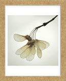 Maple Seedpods (Framed) -  David Lorenz Winston - McGaw Graphics