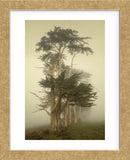 Cypress Symmetry (Framed) -  David Lorenz Winston - McGaw Graphics