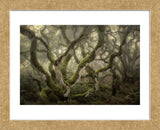 Flora’s Poise Fog Play (Framed) -  David Lorenz Winston - McGaw Graphics