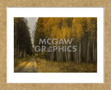 Wood River Aspens (Framed) -  David Lorenz Winston - McGaw Graphics