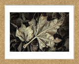 Frosted Leaves (Framed) -  David Lorenz Winston - McGaw Graphics