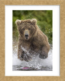Alaska Bear (Framed) -  Art Wolfe - McGaw Graphics