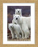 Churchill Polar Bears (Framed) -  Art Wolfe - McGaw Graphics