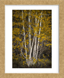 Aspens (Framed) -  David Lorenz Winston - McGaw Graphics