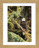 Silent Sentinel, Alaska  (Framed) -  Art Wolfe - McGaw Graphics