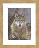 Woodland Pride, Montana  (Framed) -  Art Wolfe - McGaw Graphics