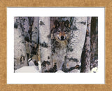 Mountain Ranger  (Framed) -  Art Wolfe - McGaw Graphics