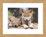 Spring Wolf Pups  (Framed) -  Art Wolfe - McGaw Graphics