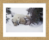 Snow Day  (Framed) -  Art Wolfe - McGaw Graphics