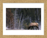 Bull Elk, Wyoming (Framed) -  Art Wolfe - McGaw Graphics