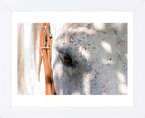 Horse’s Eye (Framed) -  Tom Artin - McGaw Graphics