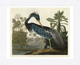 Louisiana Heron (Framed) -  John James Audubon - McGaw Graphics
