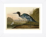 Blue Crane or Heron (Framed) -  John James Audubon - McGaw Graphics