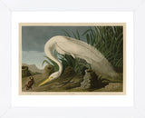White Heron (Framed) -  John James Audubon - McGaw Graphics