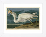 Great White Heron (Framed) -  John James Audubon - McGaw Graphics