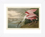 Roseate Spoonbill (Framed) -  John James Audubon - McGaw Graphics