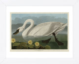 Common American Swan (Framed) -  John James Audubon - McGaw Graphics