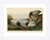 Canvas Backed Duck (Framed) -  John James Audubon - McGaw Graphics