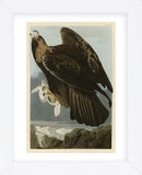 Golden Eagle (Framed) -  John James Audubon - McGaw Graphics