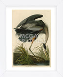 Great Blue Heron (Framed) -  John James Audubon - McGaw Graphics