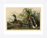 Mallard Duck (Framed) -  John James Audubon - McGaw Graphics