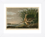 Long-Billed Curlew (Framed) -  John James Audubon - McGaw Graphics