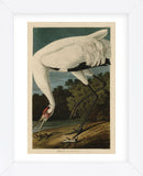 Hooping Crane (Framed) -  John James Audubon - McGaw Graphics