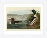 Goosander (Framed) -  John James Audubon - McGaw Graphics